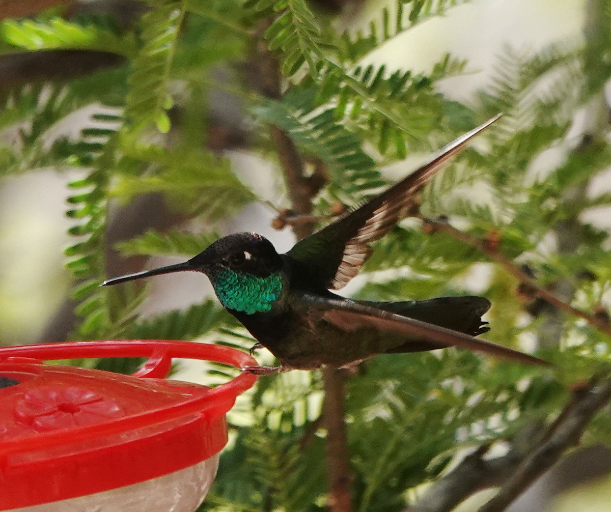 Rivoli's Hummingbird - ML635677557