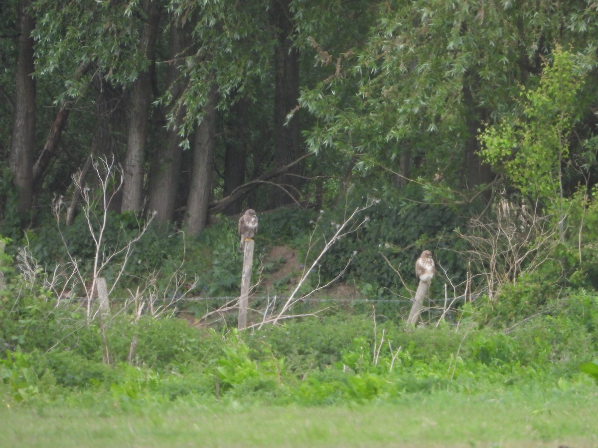 Common Buzzard - ML635677581
