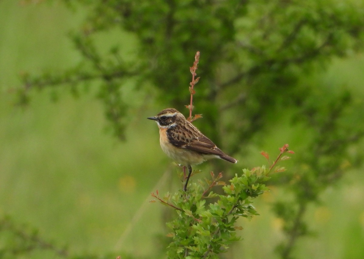 Whinchat - ML635677619