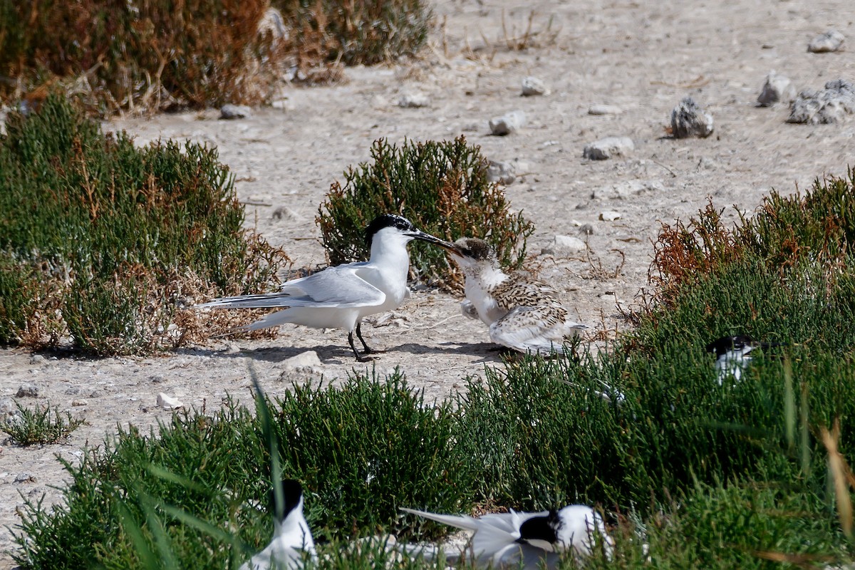 Sandwich Tern - ML635677667