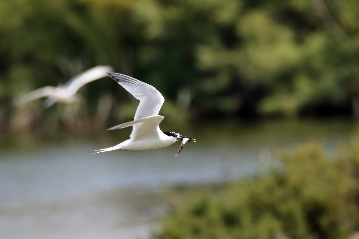 Sandwich Tern - ML635677675