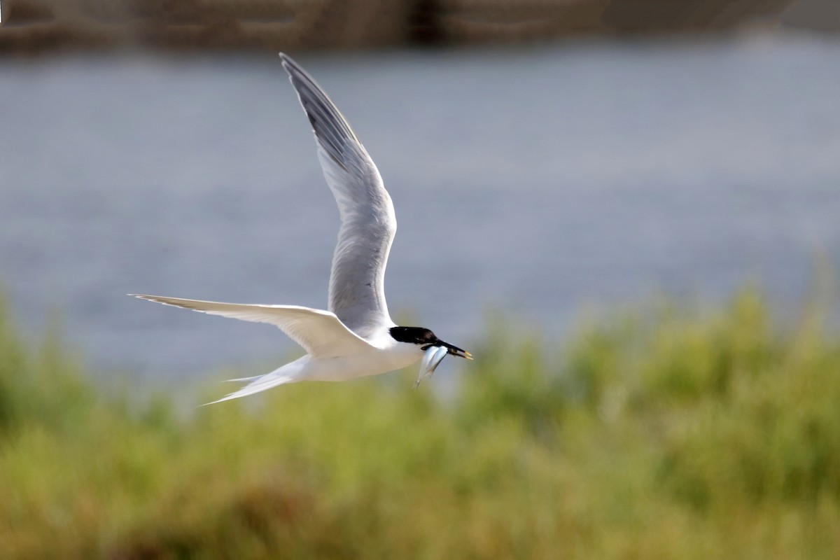 Sandwich Tern - ML635677676