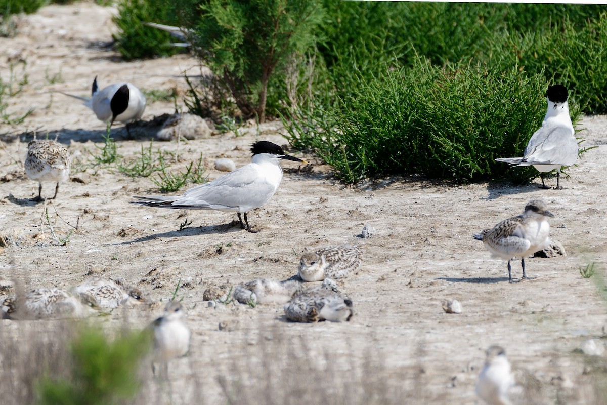 Sandwich Tern - ML635677681
