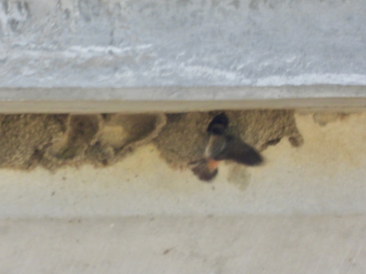 Cliff Swallow - ML635677946