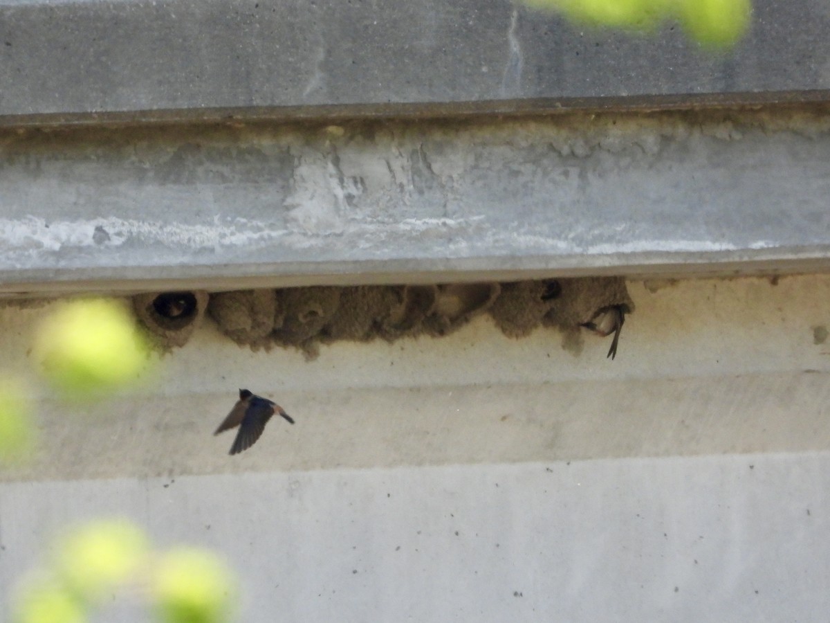 Cliff Swallow - ML635677947