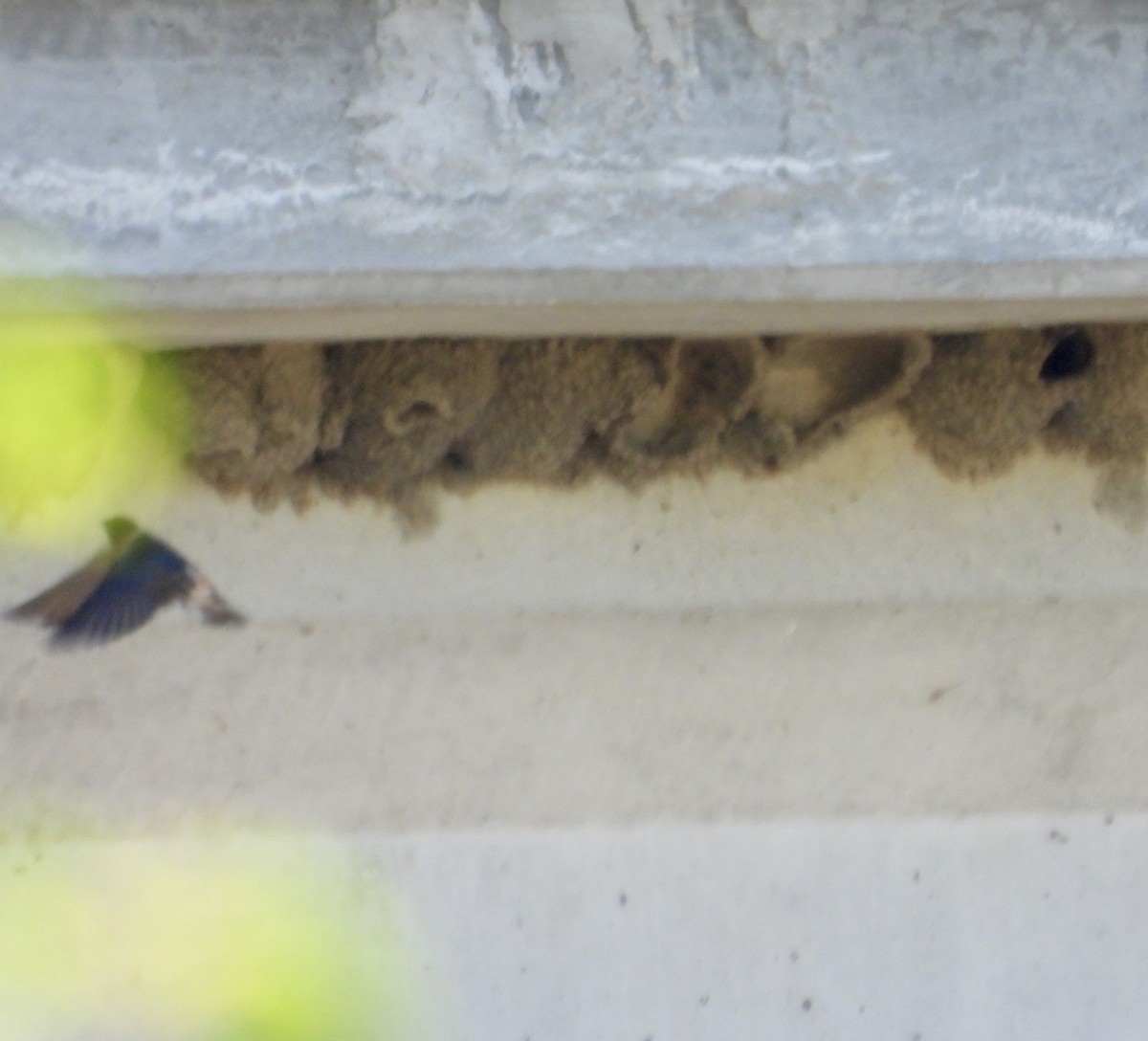 Cliff Swallow - ML635677948