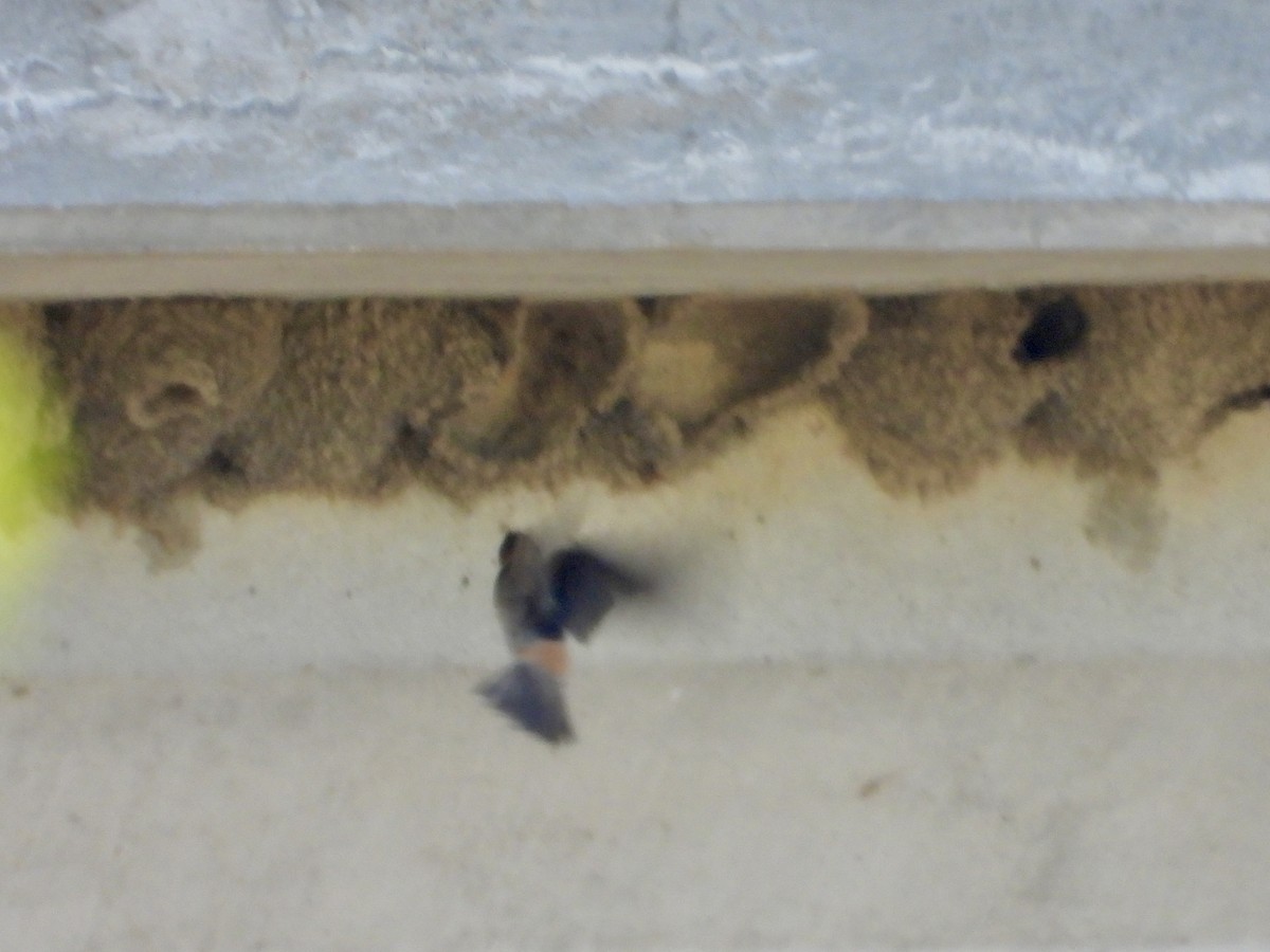 Cliff Swallow - ML635677949