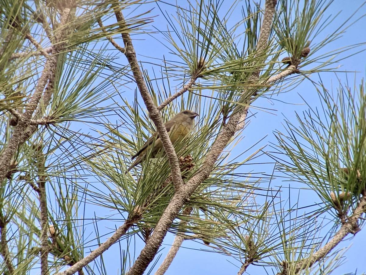 Red Crossbill (Corsican) - ML635677985