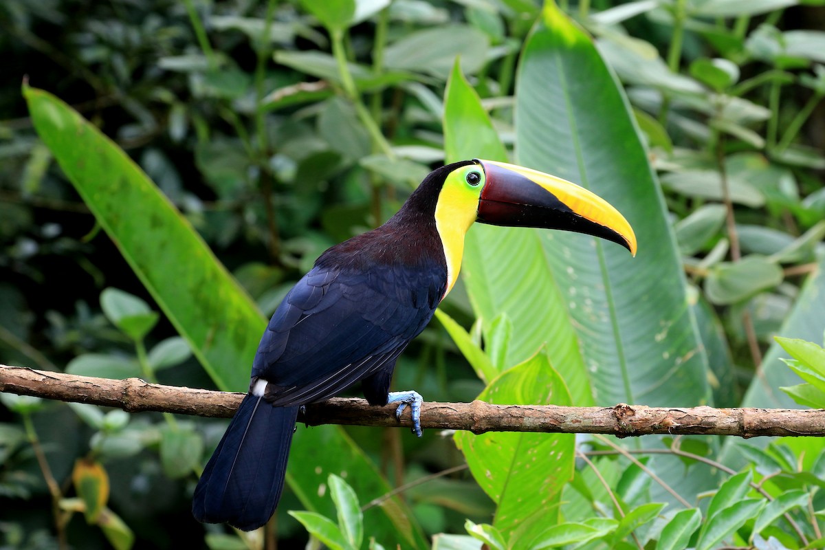 Yellow-throated Toucan - ML635677990