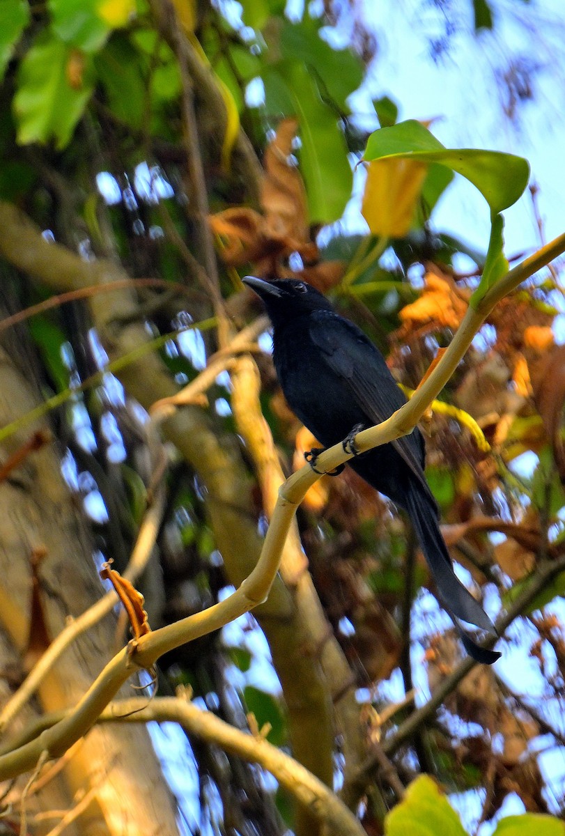 Andaman Drongosu - ML635678065