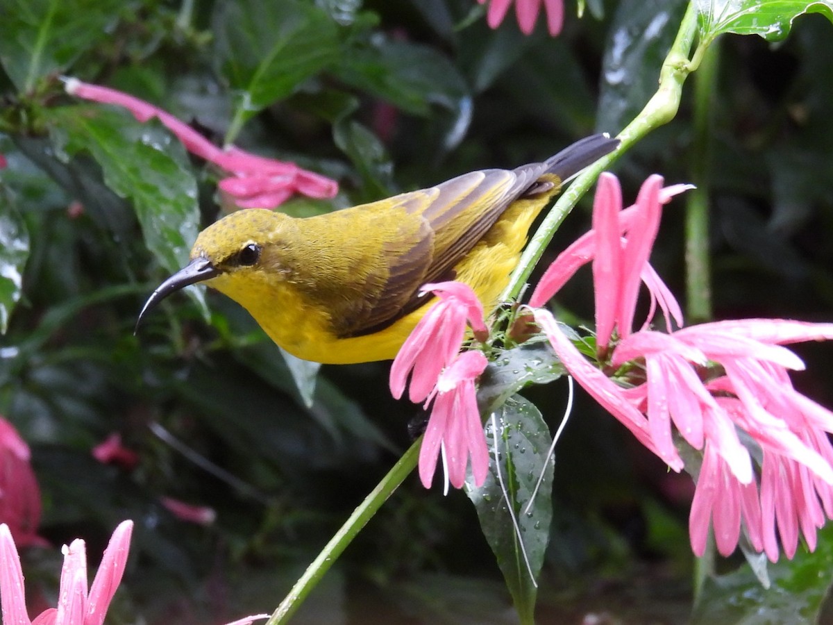 Sahul Sunbird - ML635678076
