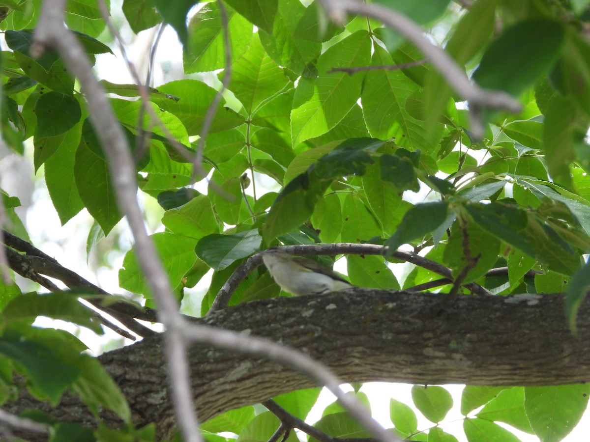 Red-eyed Vireo - ML635678139