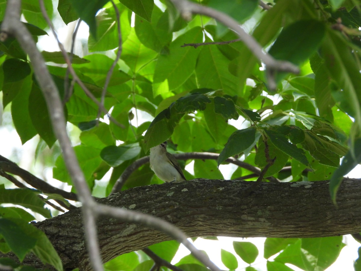 Red-eyed Vireo - ML635678140
