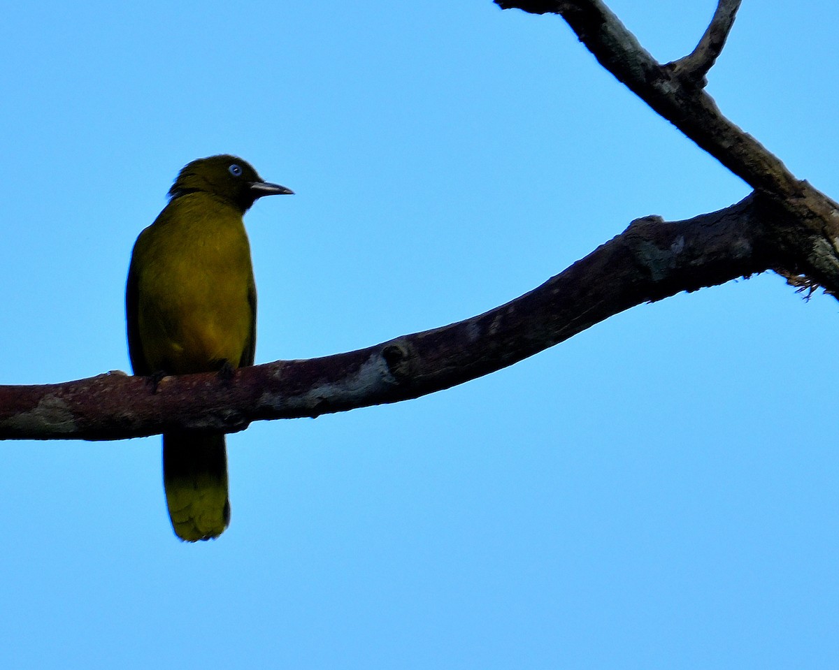 Andaman Bulbul - ML635678268