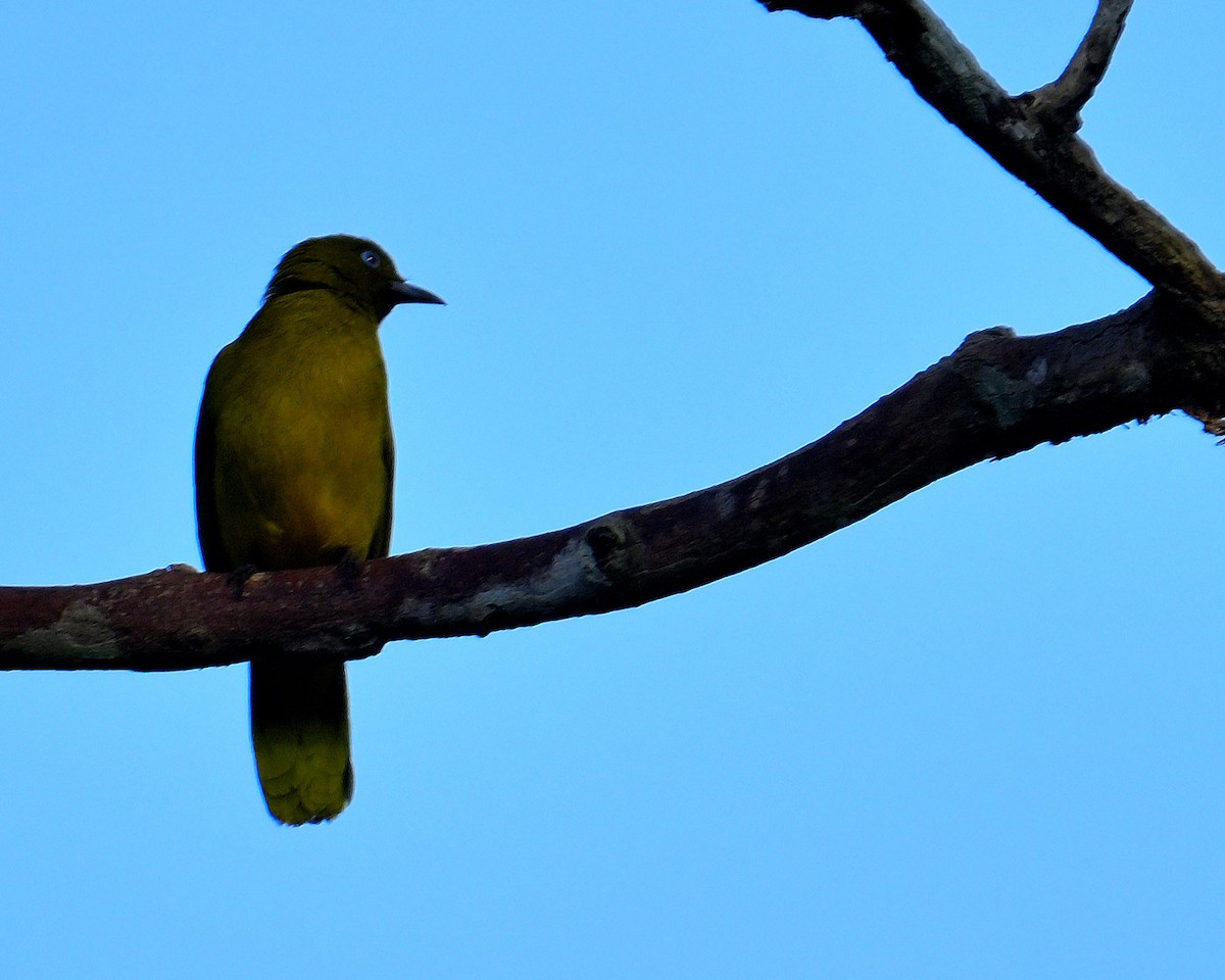 Andaman Bulbul - ML635678269