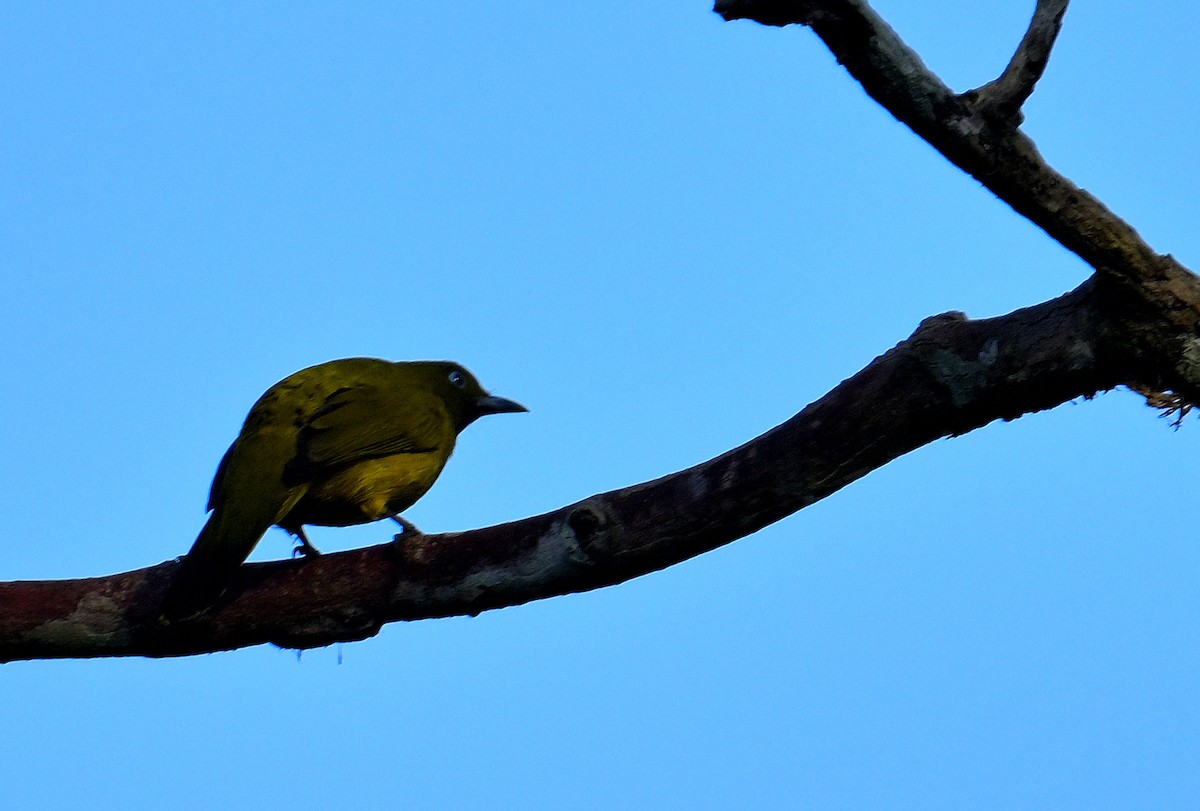 Andaman Bulbul - ML635678270