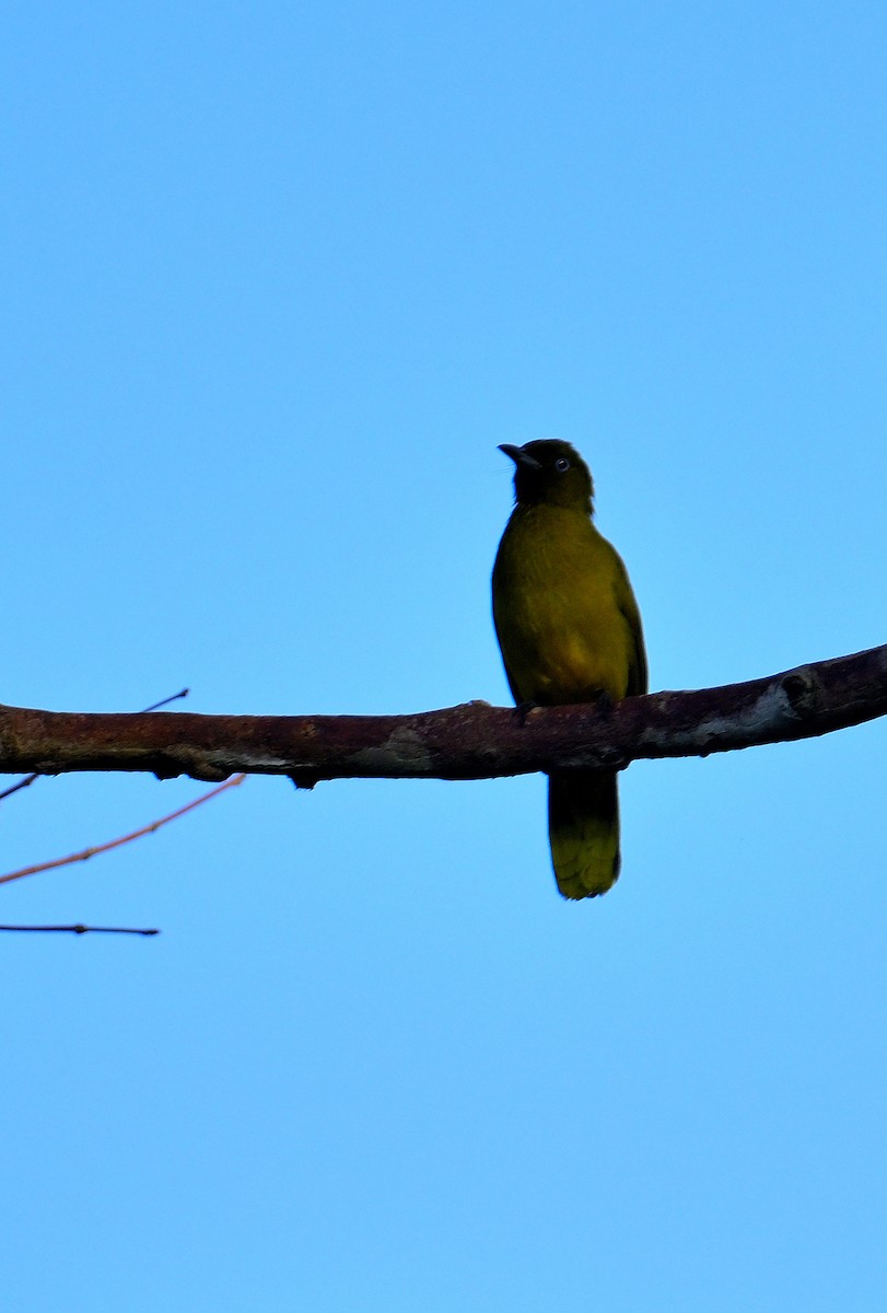 Andaman Bulbul - ML635678271
