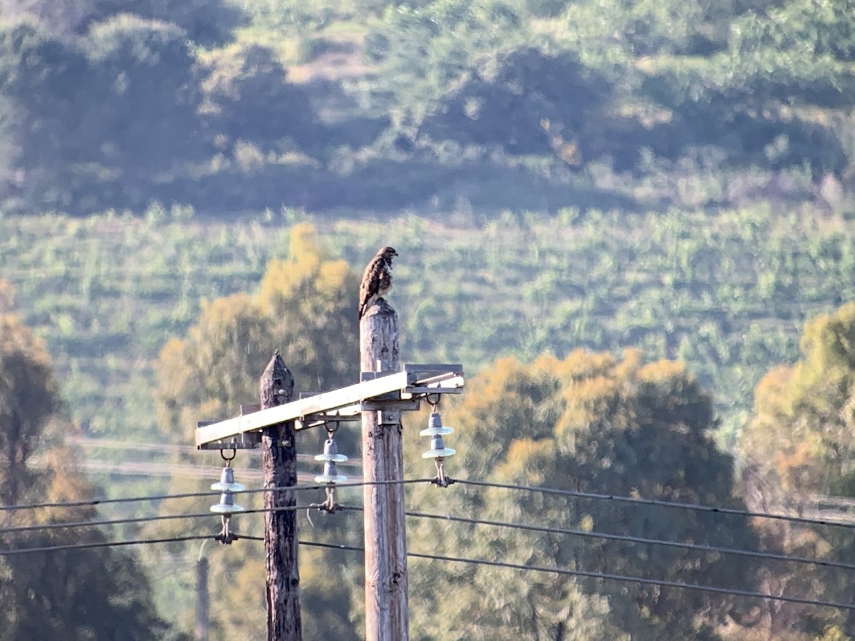Common Buzzard (Corsican) - ML635678294