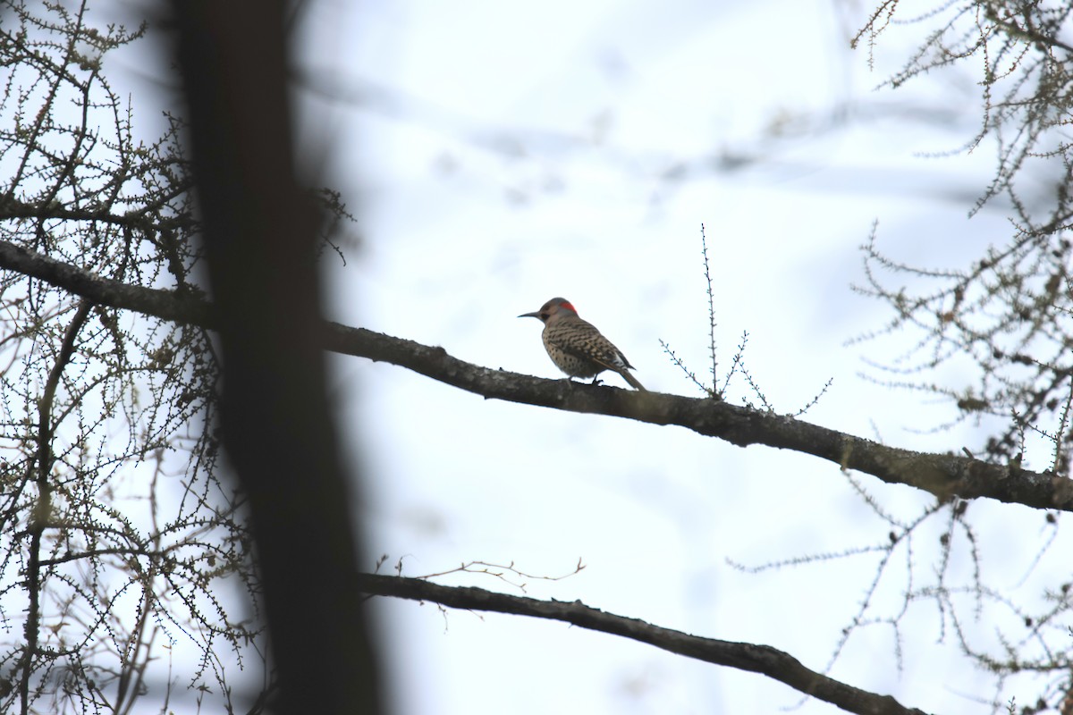 Northern Flicker - ML635678298