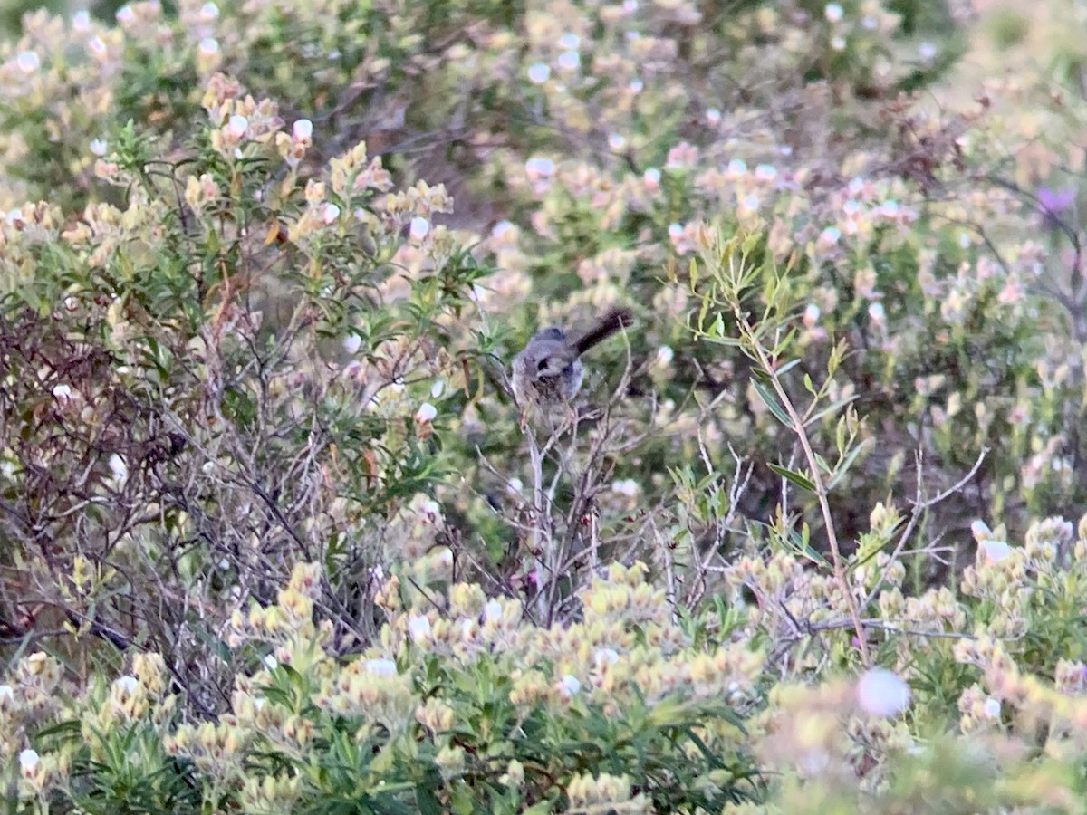 Marmora's Warbler - ML635678310
