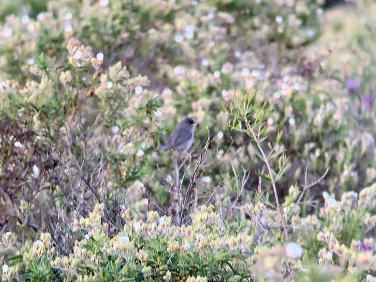 Marmora's Warbler - ML635678311