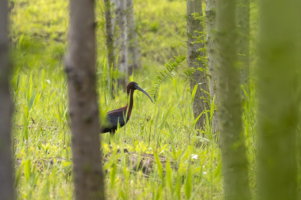 Glossy Ibis - ML635678407