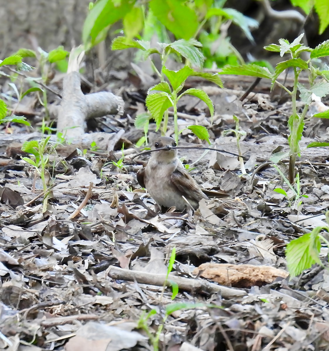 Northern Rough-winged Swallow - ML635678453