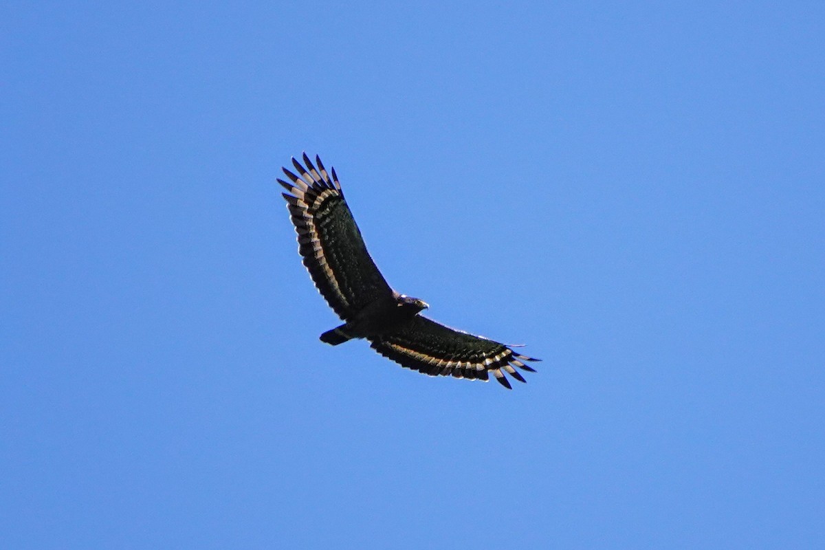 Haubenschlangenadler - ML635678527