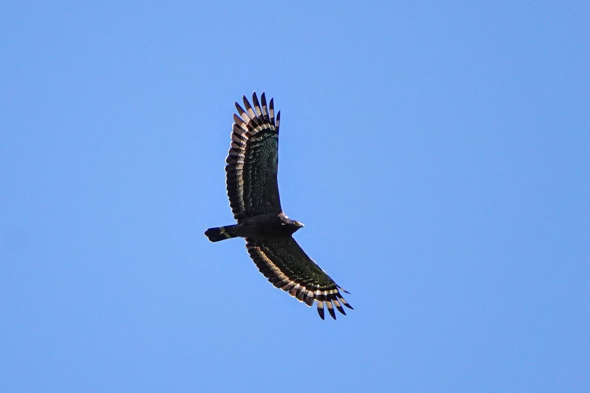 Haubenschlangenadler - ML635678528