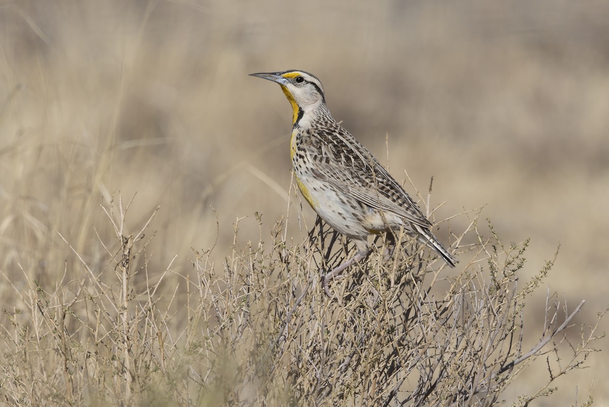 Chihuahuan Meadowlark - ML635678542