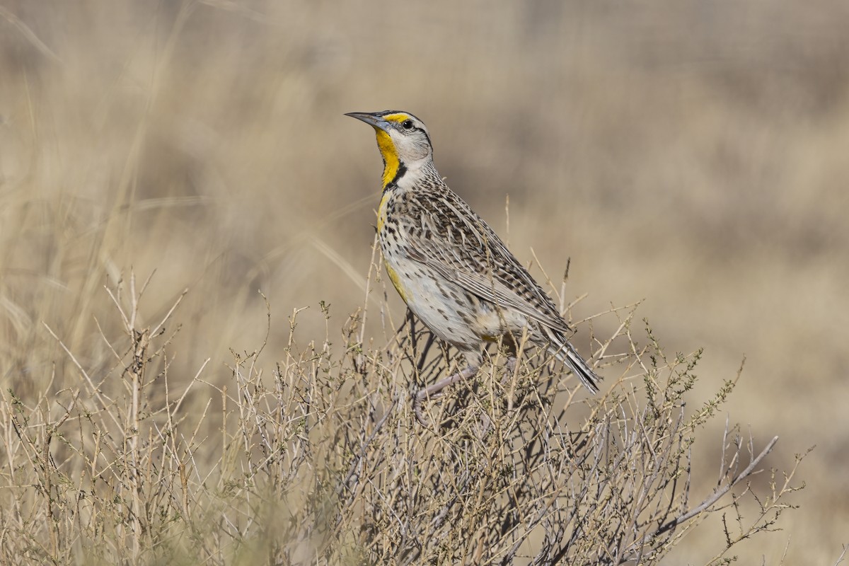 Chihuahuan Meadowlark - ML635678543