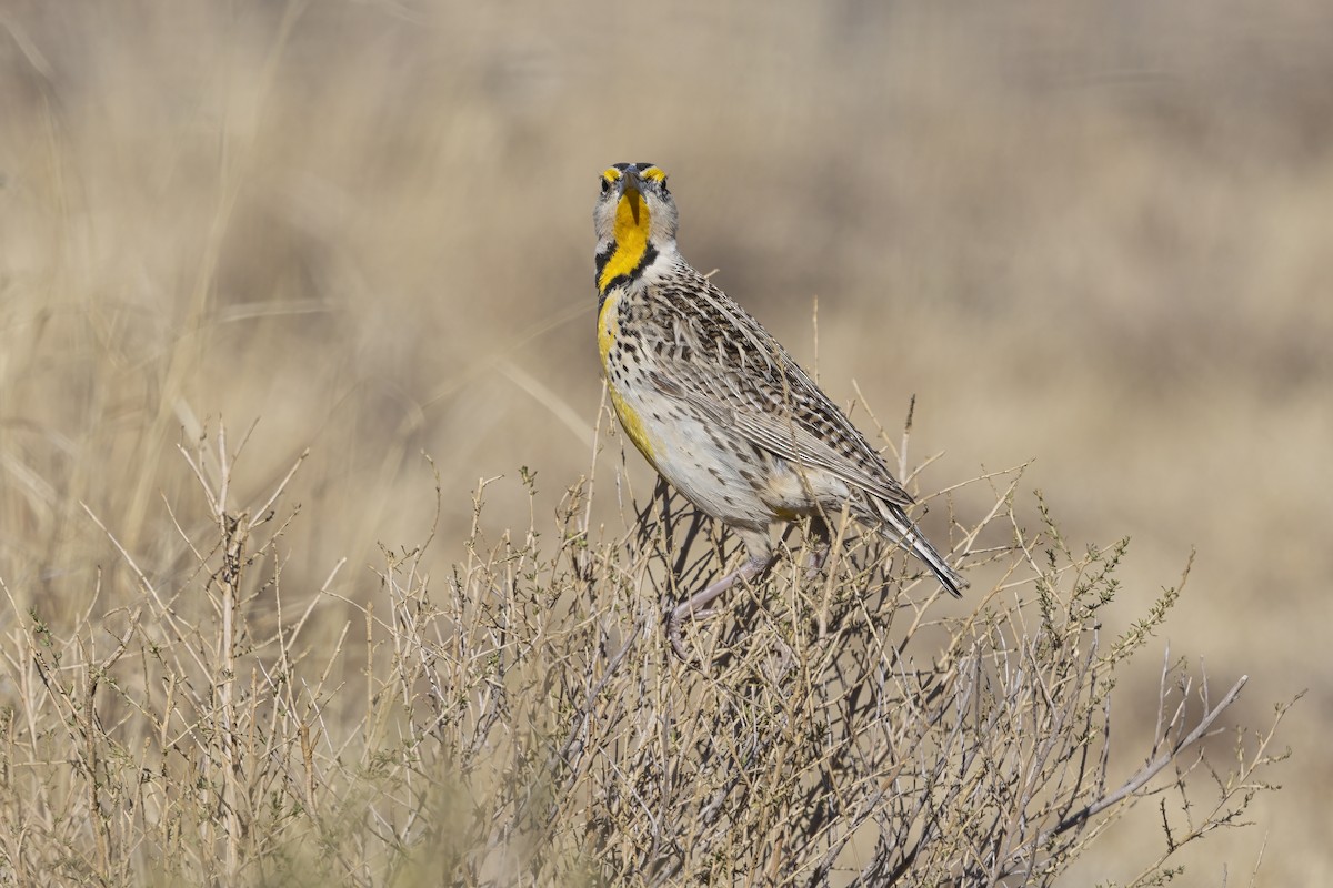 Chihuahuan Meadowlark - ML635678544