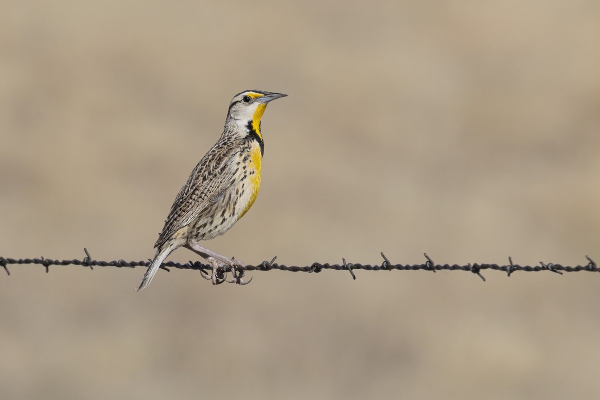 Chihuahuan Meadowlark - ML635678678