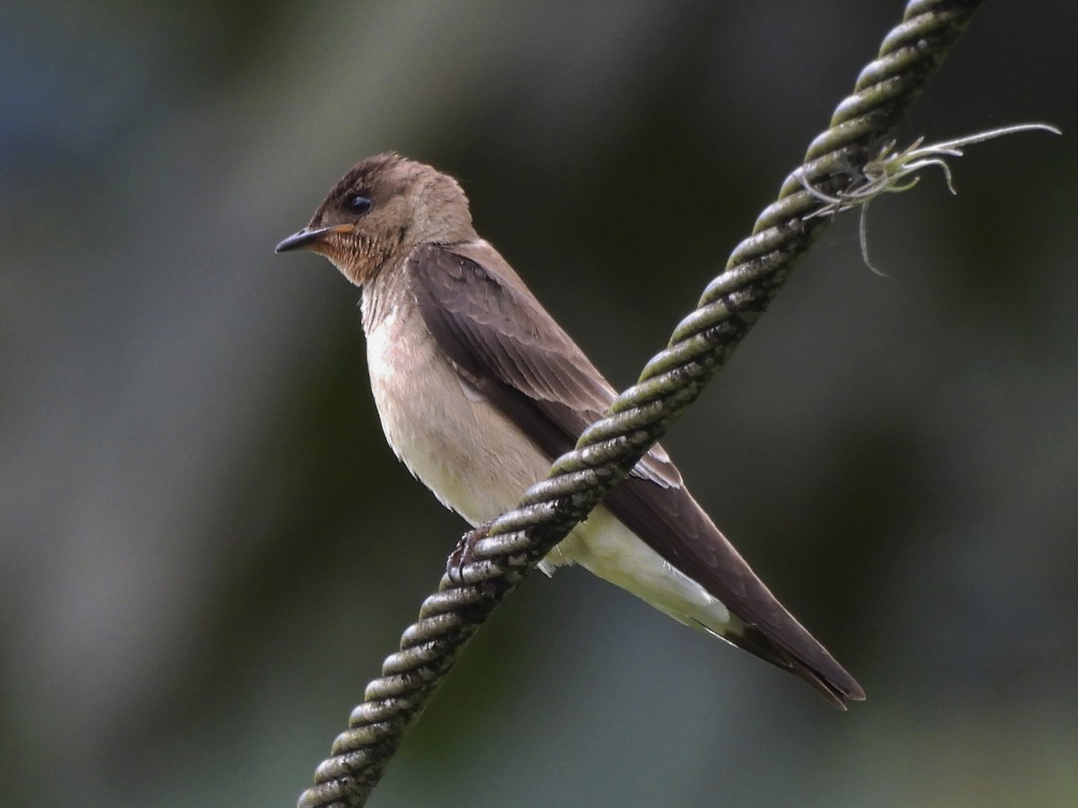 Southern Rough-winged Swallow - ML635679071
