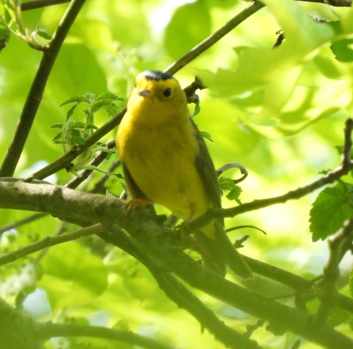 Wilson's Warbler - ML635679144