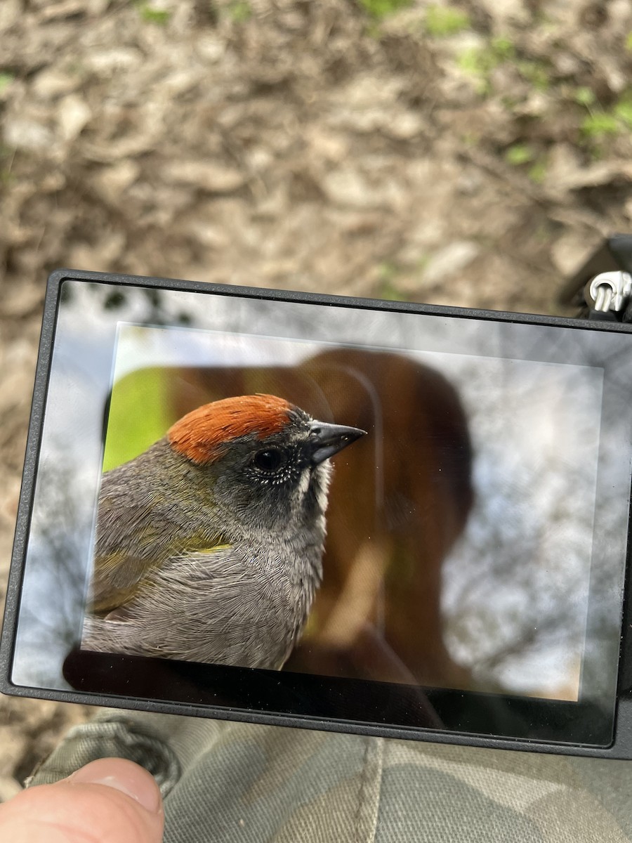 Green-tailed Towhee - ML635679267
