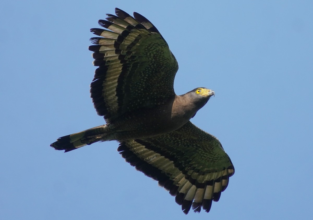 Haubenschlangenadler - ML635679269