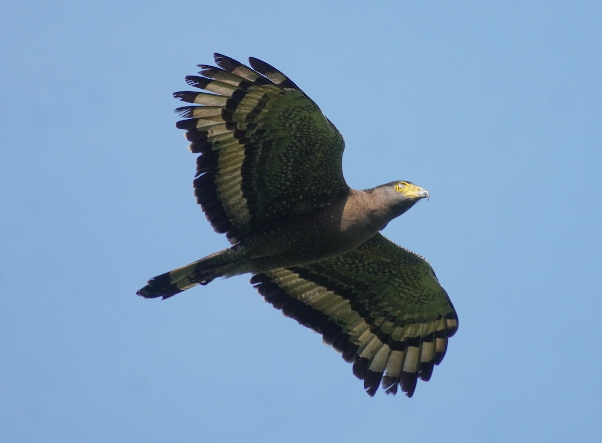 Haubenschlangenadler - ML635679270