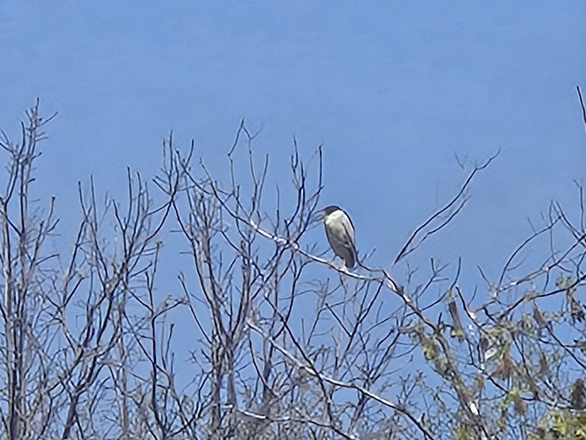 夜鷺 - ML635679442