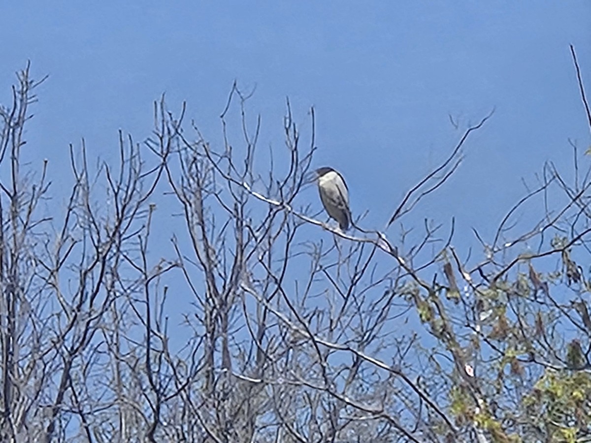 夜鷺 - ML635679443