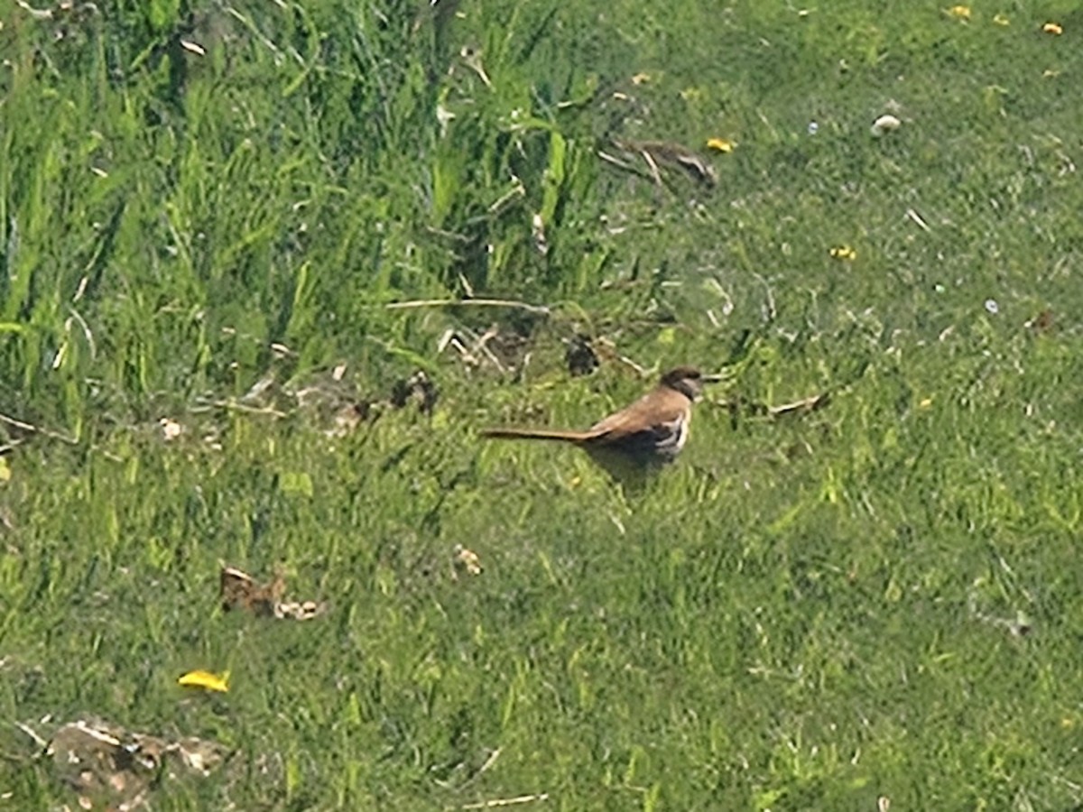 Brown Thrasher - ML635679499