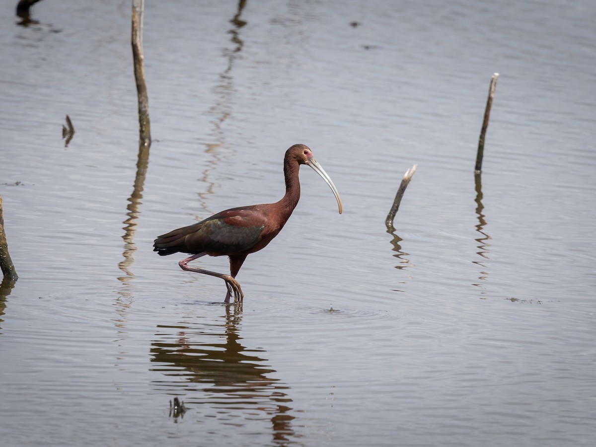 ibis americký - ML635679562