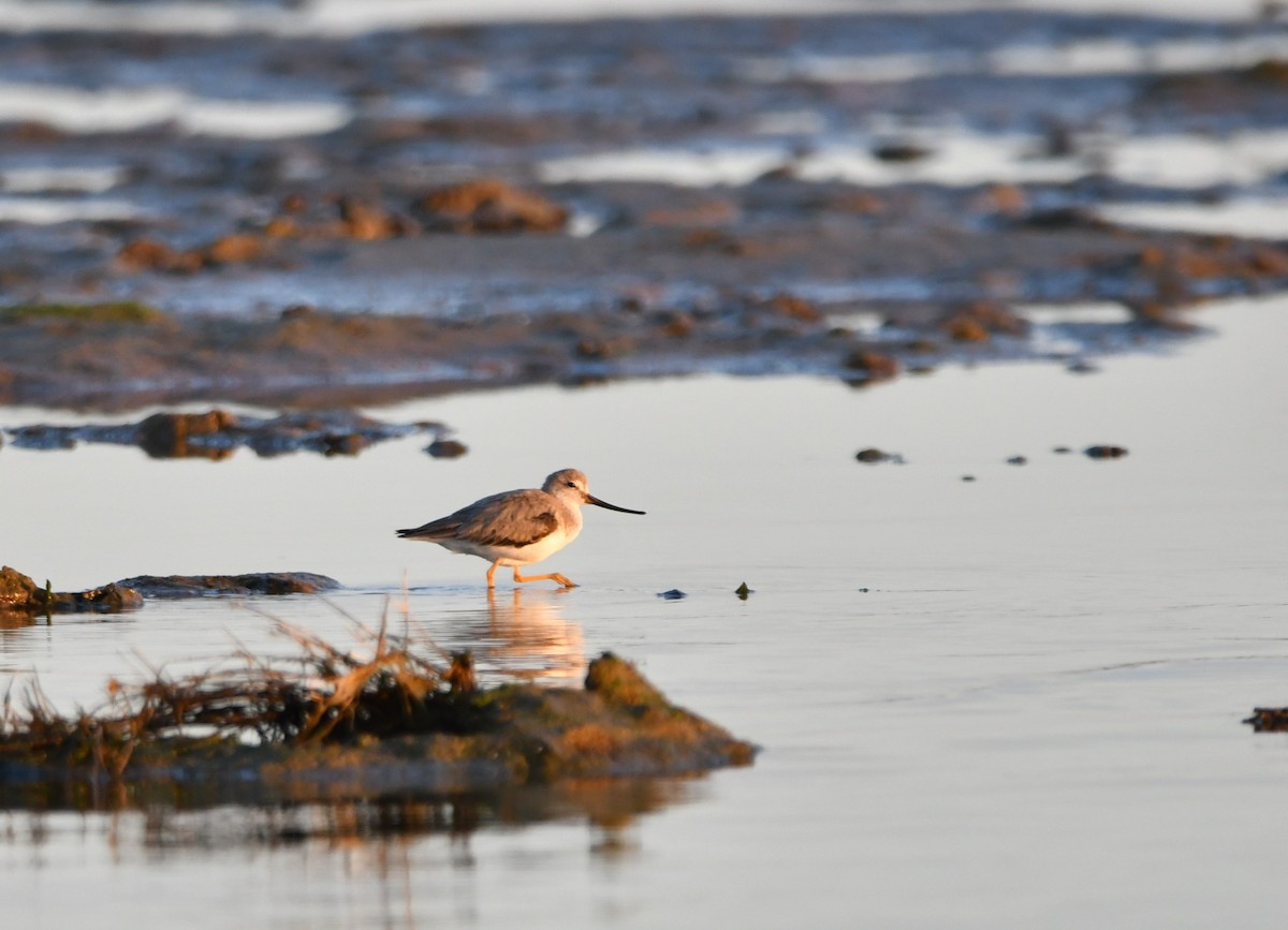 Terek Sandpiper - ML635679737