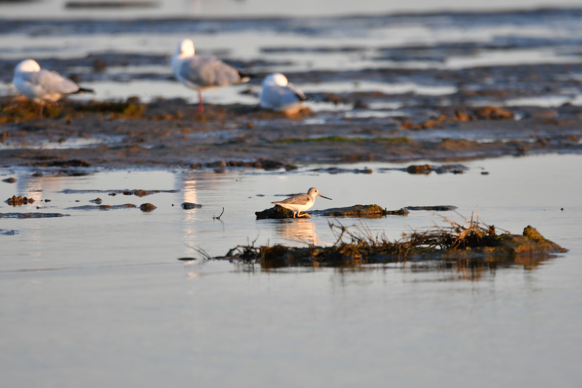 Terek Sandpiper - ML635679738