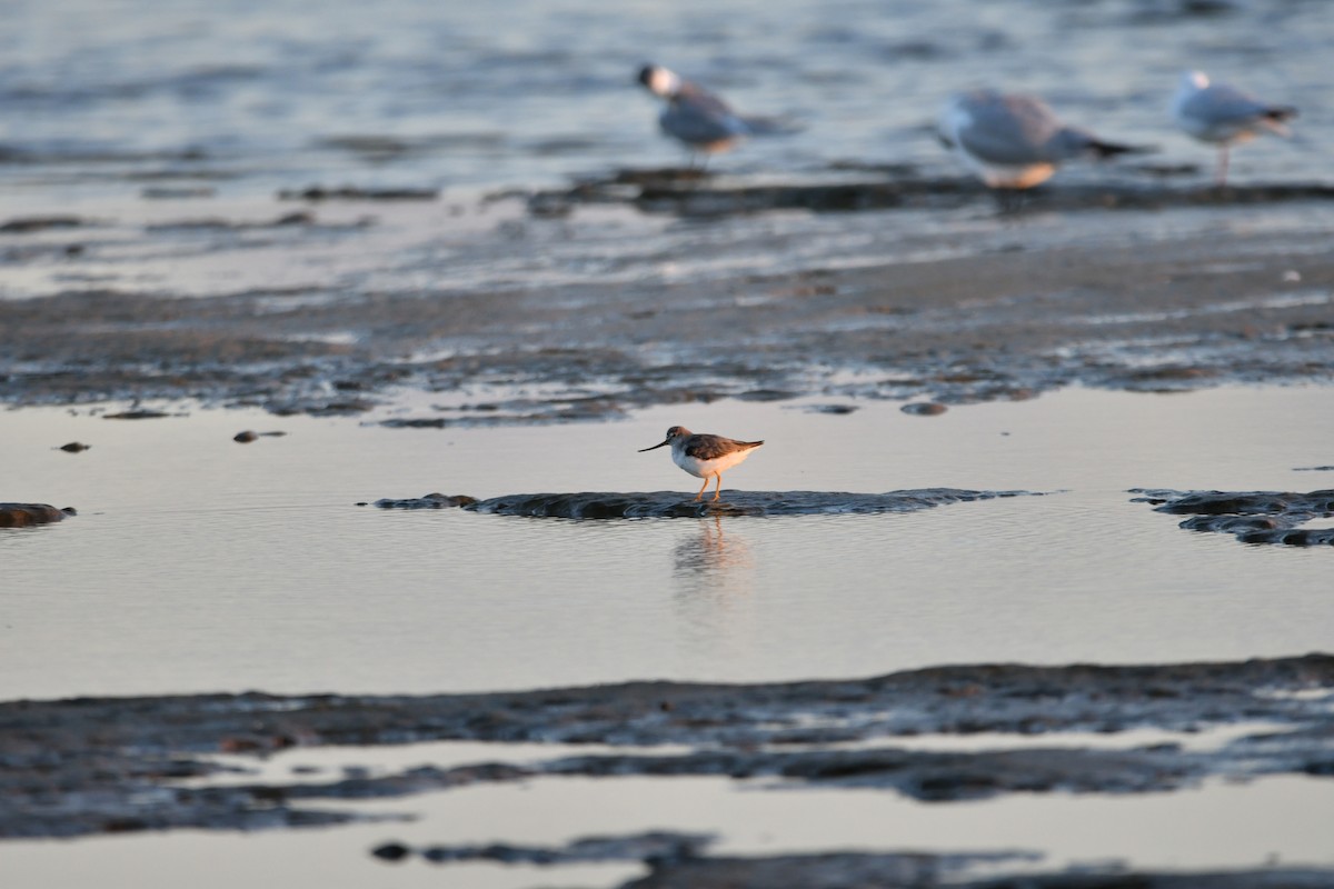 Terek Sandpiper - ML635679739