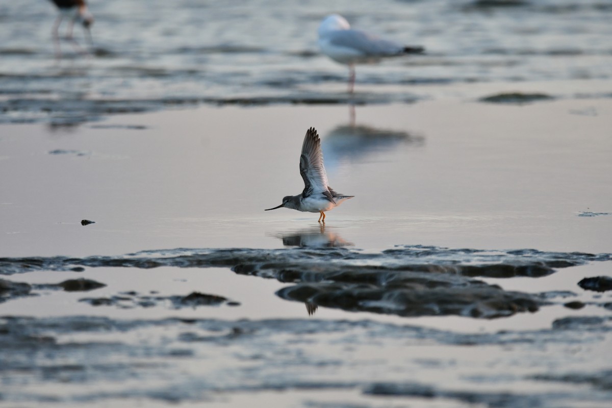 Terek Sandpiper - ML635679740
