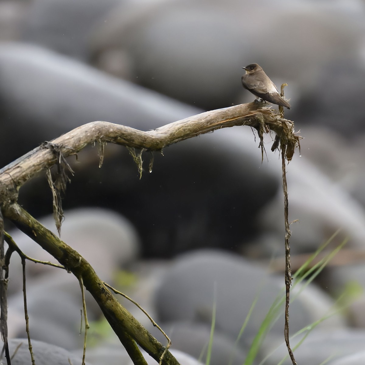 Southern Rough-winged Swallow - ML635679741