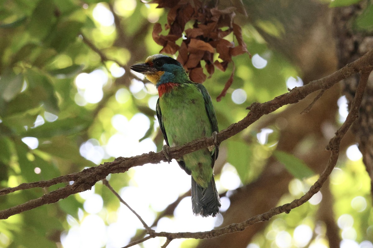 Barbu de Formose - ML635679984