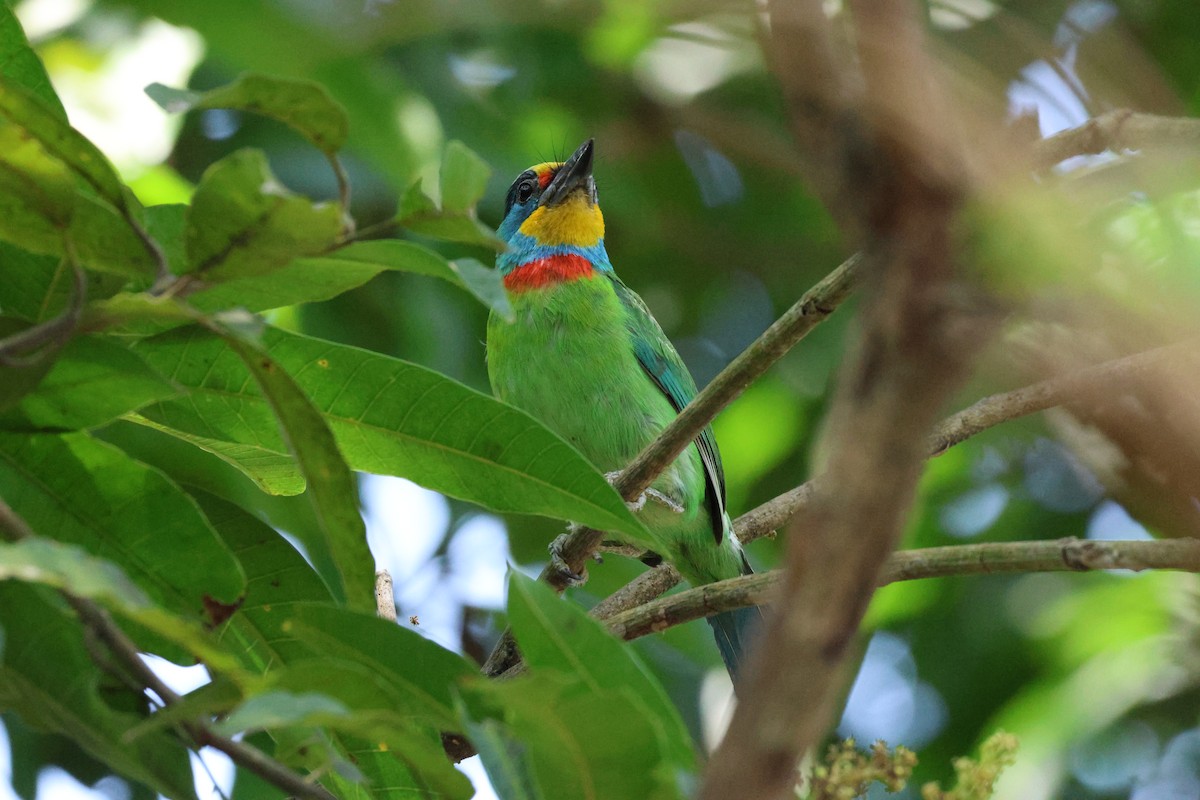 Barbu de Formose - ML635679986