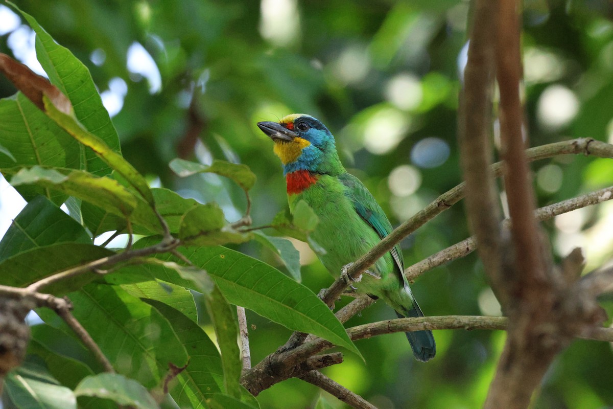 Barbu de Formose - ML635679987